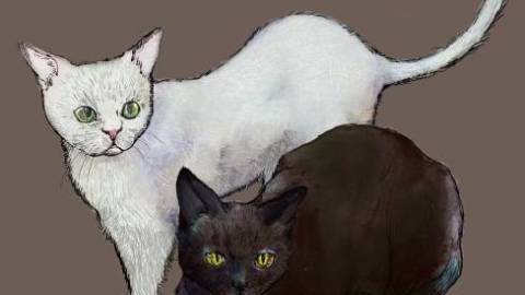 ねこのめ / Cat's eye
