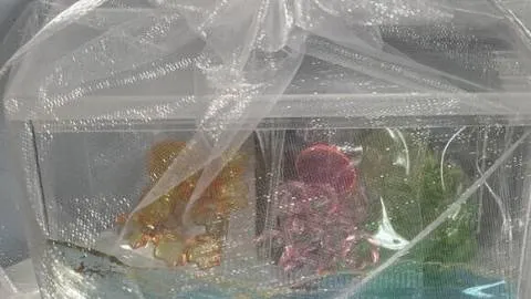 クラクラゲ